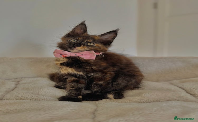 Maine Coon cats - Advert 2