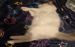 Ragdoll cats for sale: Ragdoll boy 22W old - Image 3