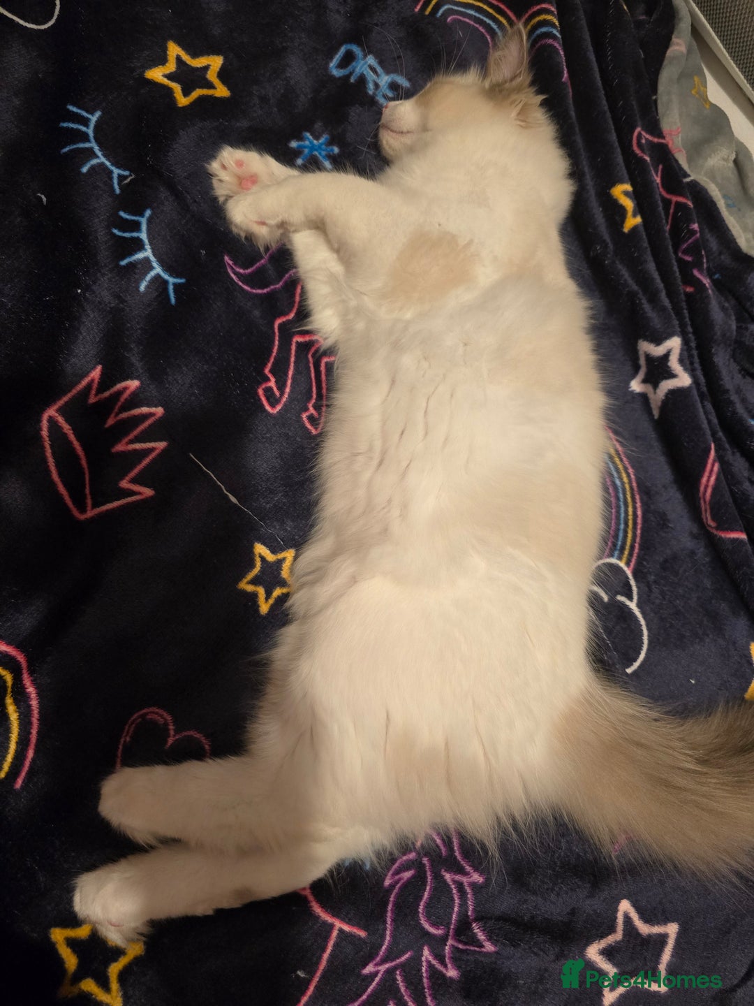 Ragdoll cats for sale: Ragdoll boy 22W old - Image 3