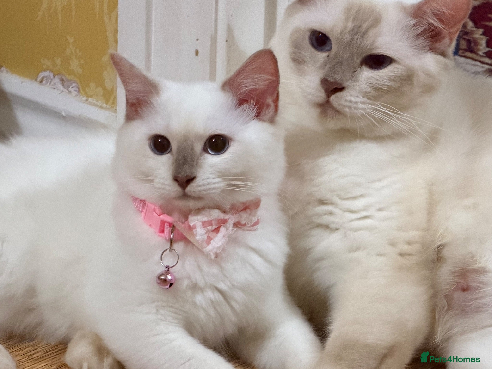 Ragdoll cats 🌟Stunning HCM PKD Clear ✅ 💕 Ragdoll Kittens 🌟 - Advert 1