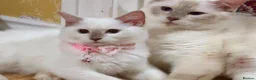 Ragdoll cats for sale: 🌟Stunning HCM PKD Clear ✅ 💕 Ragdoll Kittens 🌟 - Advert 1
