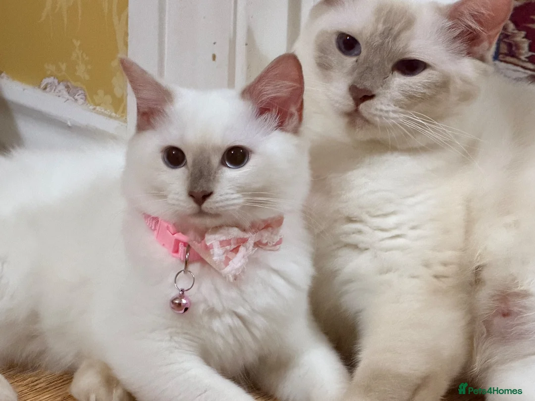 Ragdoll cats for sale: 🌟Stunning HCM PKD Clear ✅ 💕 Ragdoll Kittens 🌟 - Advert 1