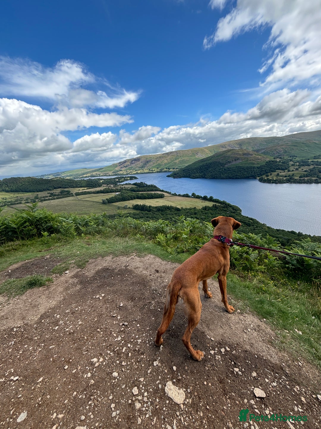 Labrador Retriever dogs for stud: Fox Red Labrador for Stud in Cleator Moor - Image 3