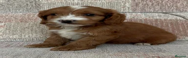 Cockapoo 1