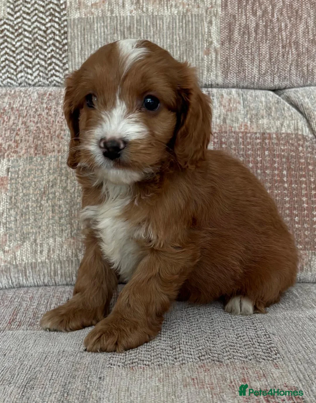 Cockapoo dogs for sale: Cockapoo puppies in Telford - Advert 5