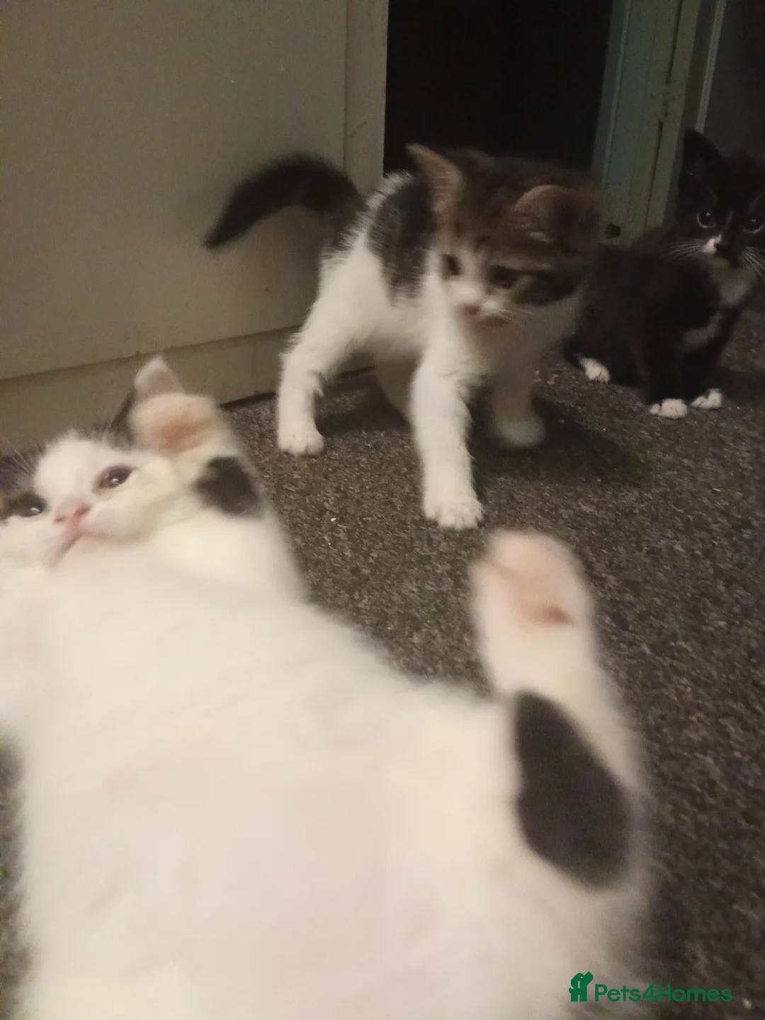 Ragdoll cats for sale: Kittens for sale  - Advert 8