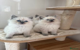 Ragdoll cats for sale: Gorgeous fluffy and friendly kittens  - Image 6