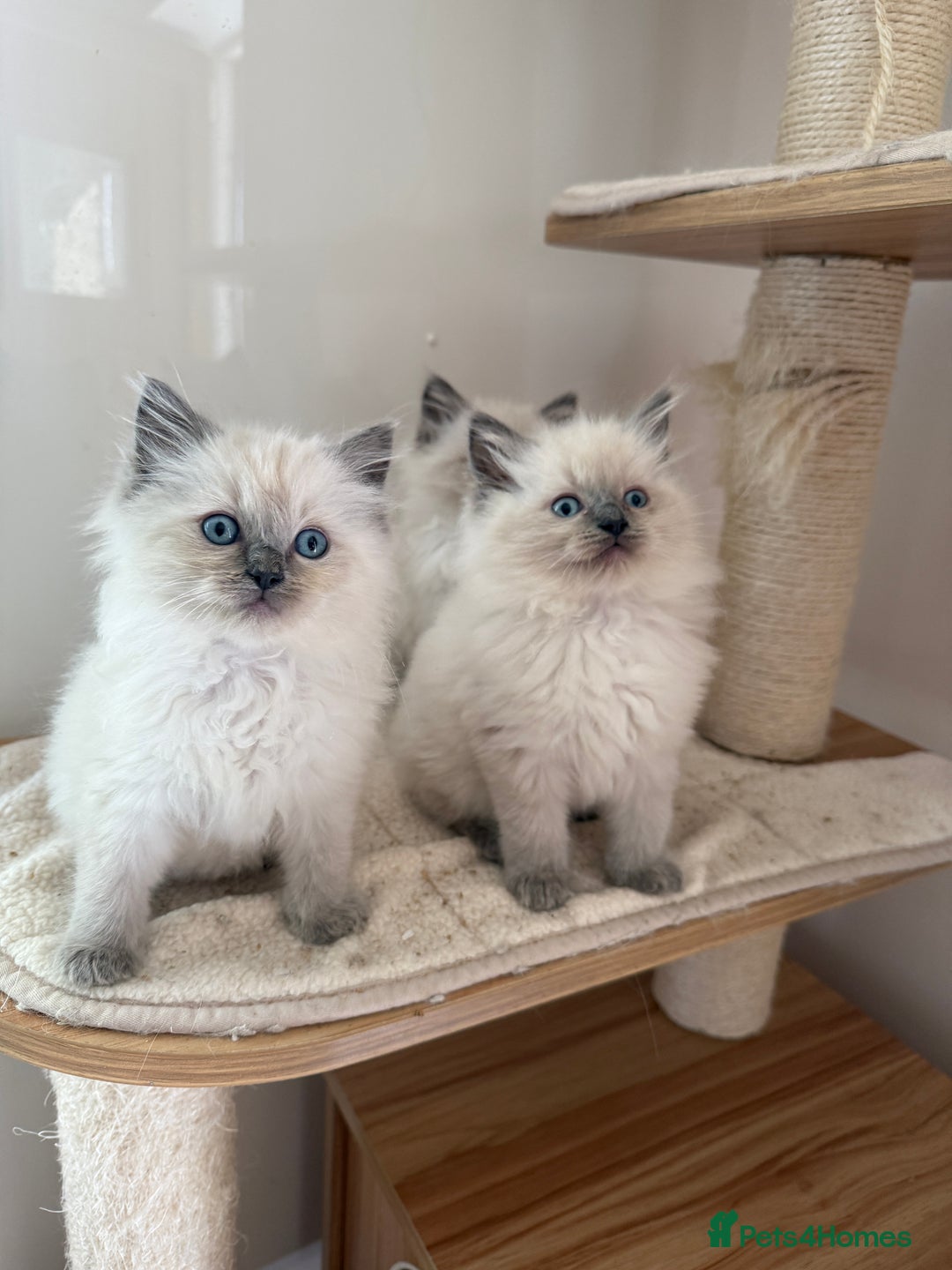 Ragdoll cats for sale: Gorgeous fluffy and friendly kittens  - Image 6