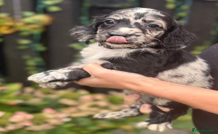 Cockapoo dogs - Advert 3