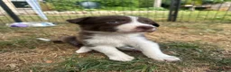 Border Collie dogs for sale: Beautiful Border Collie Puppies  - Advert 12