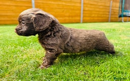 Cockapoo dogs for sale: Chocolate Merle Cockapoo Babies 🐾🐾🐾 - Image 6