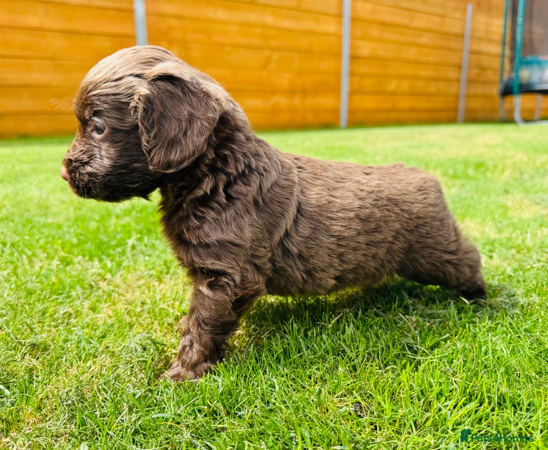 Cockapoo dogs for sale: Chocolate Merle Cockapoo Babies 🐾🐾🐾 - Image 6