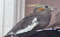 Cockatiels birds for sale: 2 months old baby cockatiel!❤️🦜 - Image 6