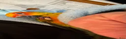 Conures birds for sale: Currently hand rearing 3 sun conures - Advert 5