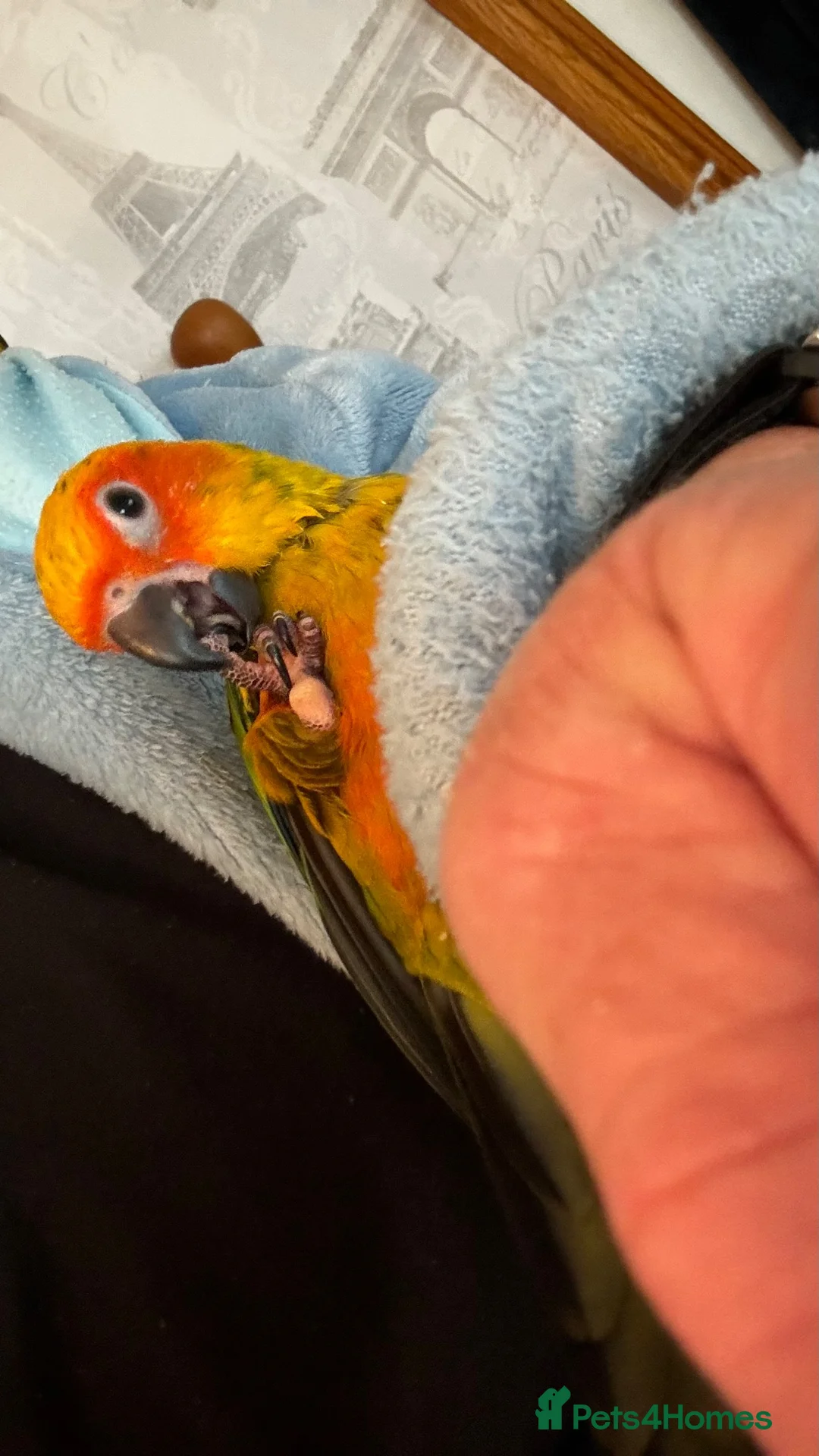 Conures birds for sale: Currently hand rearing 3 sun conures - Advert 5