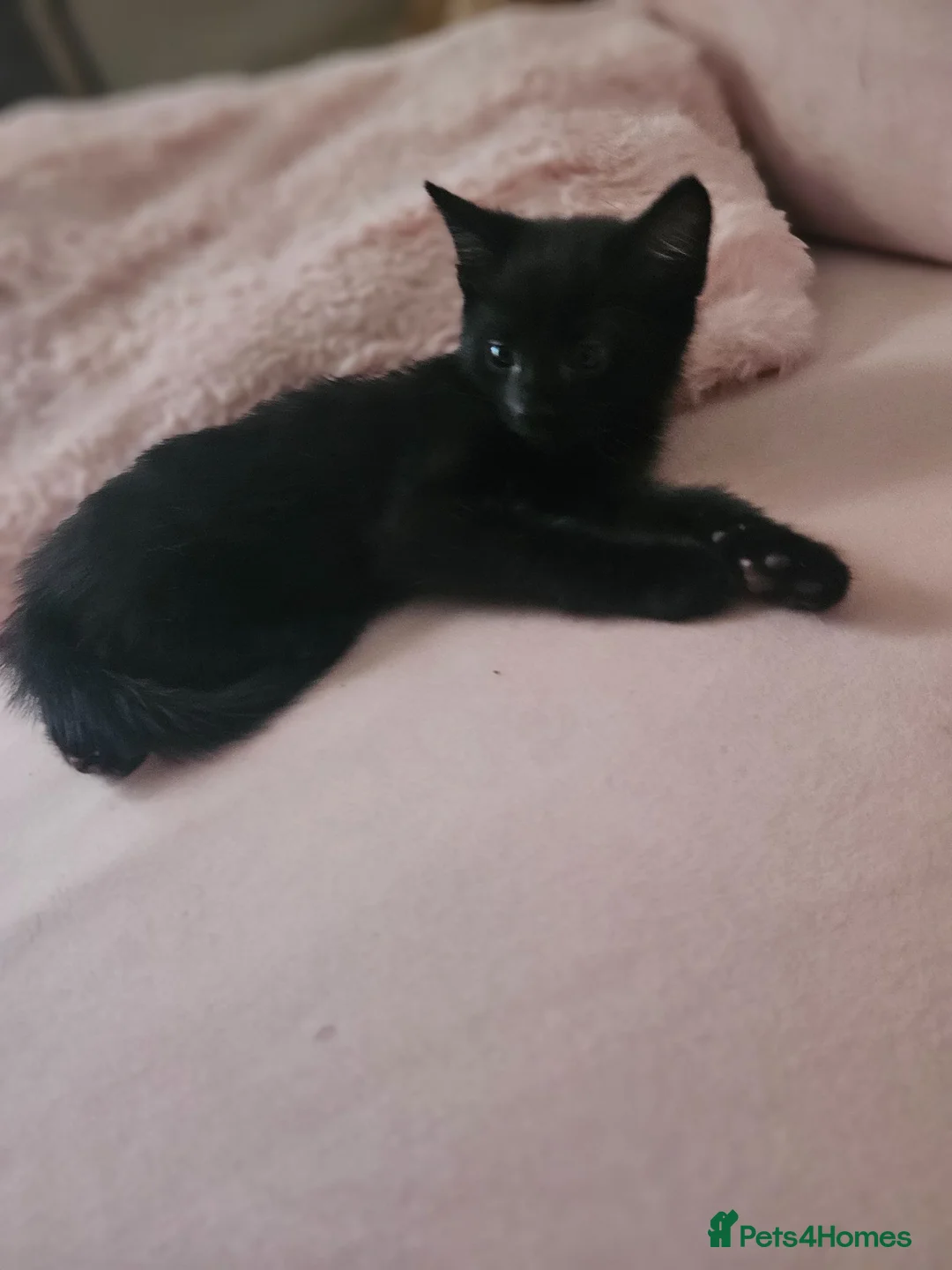 Mixed Breed cats for sale: Only 3 boys beautiful boys left - Advert 10