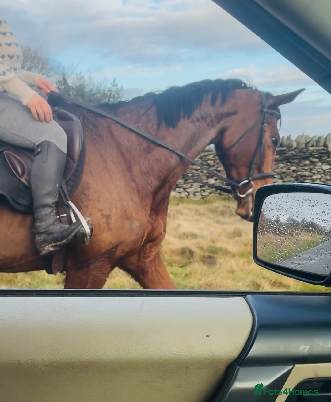 Irish Sports horses for sale: Super 15.3 8 yr old sports horse allroudner  - Advert 17