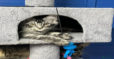 Maine Coon cats - Advert 10