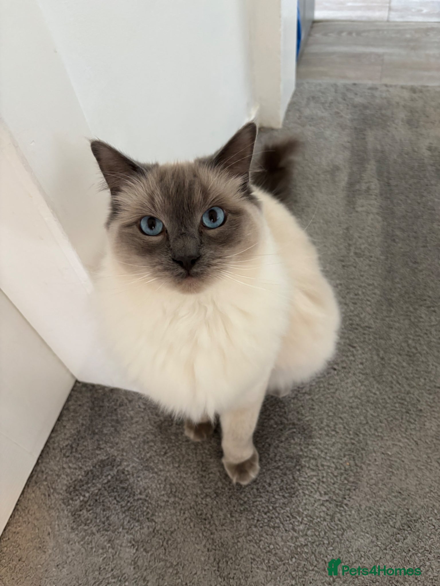 Ragdoll cats X2 Male Ragdolls for sale - Advert 10