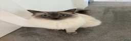 Ragdoll cats for sale: X2 Male Ragdolls for sale - Advert 1