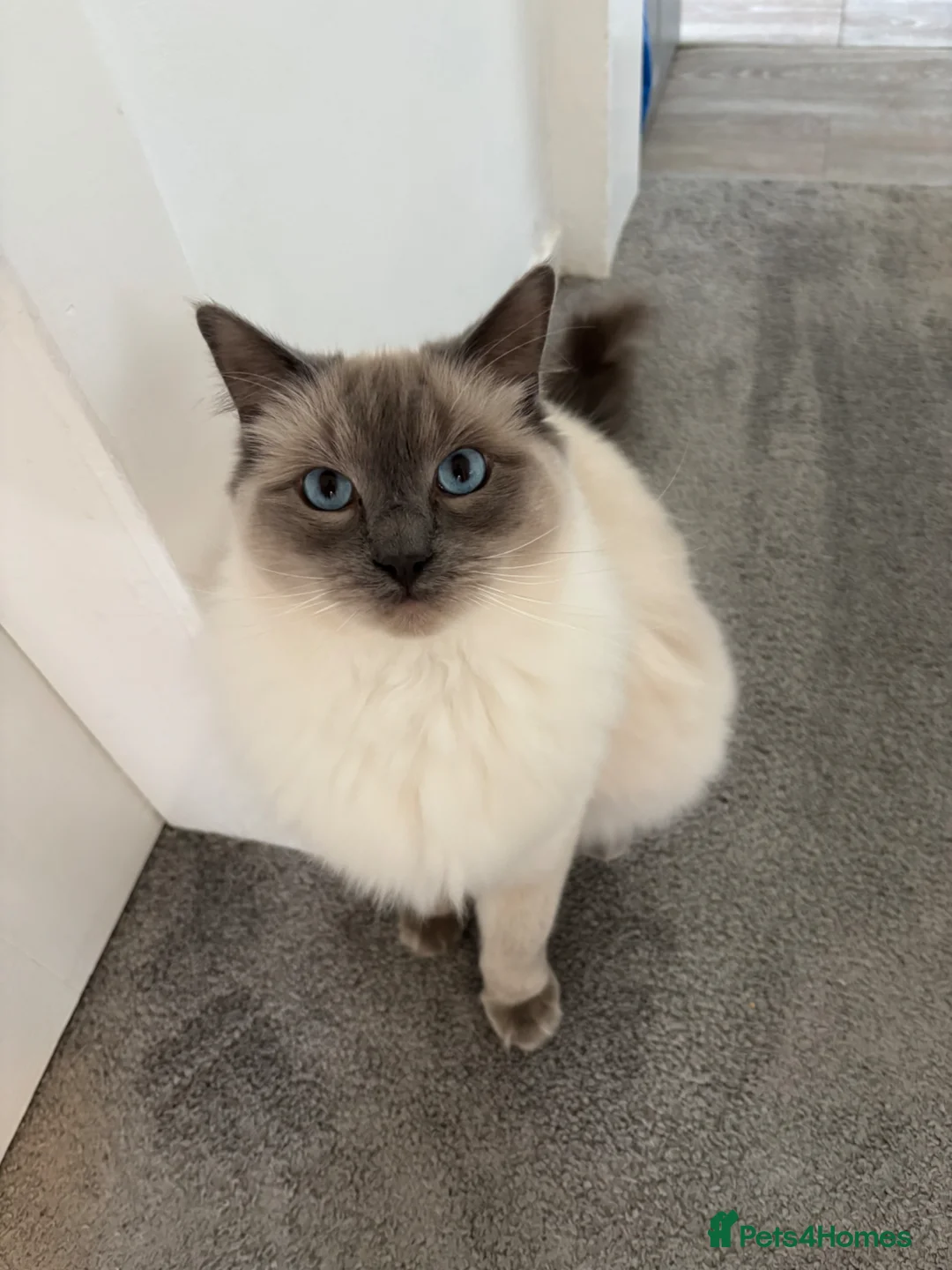 Ragdoll cats for sale: X2 Male Ragdolls for sale - Advert 1