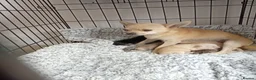Jack Chi dogs for sale: jack Chi Girls in Colchester - Advert 1
