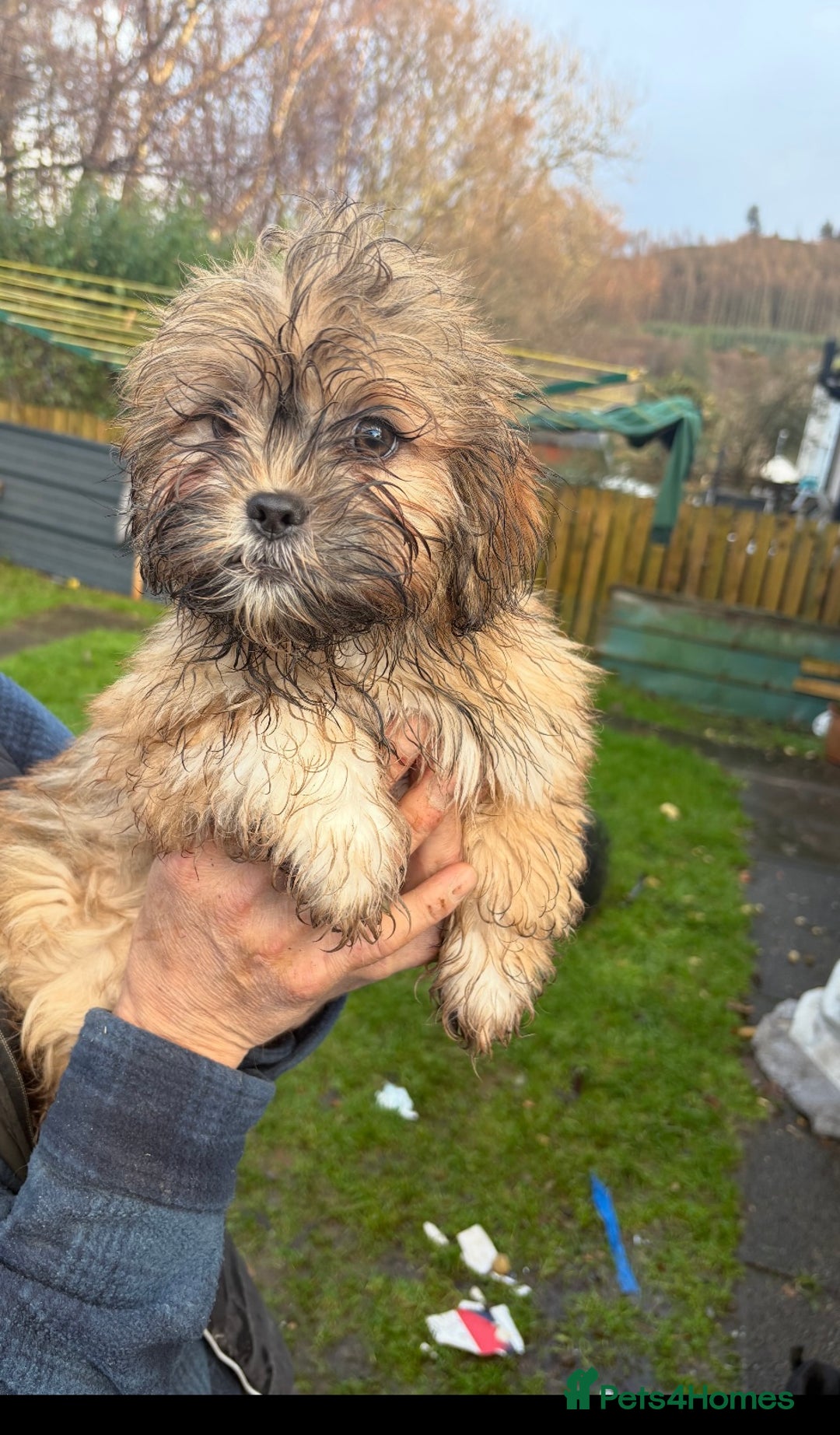 Shih Tzu dogs for sale: 3 month old shih tzu’s - Image 7