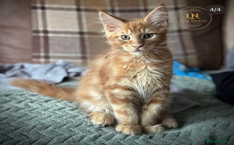 Maine Coon cats - Advert 6