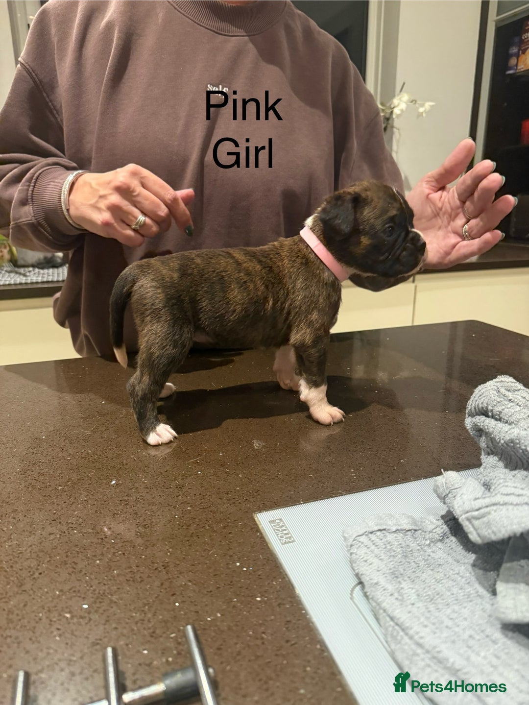 Boxer dogs for sale: Boxer Puppies  - Advert 29