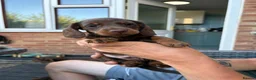 Miniature Dachshund dogs for sale: Miniature dachshund - Advert 14