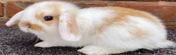 Mini Lop rabbits for sale: STINNING PURE BREED MINI LOPS AMAZING COLOURS - Advert 12