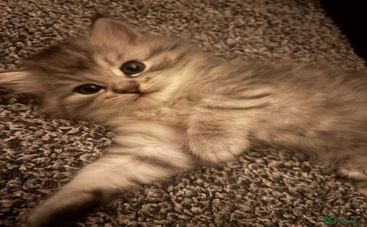 Persian cats - Advert 4