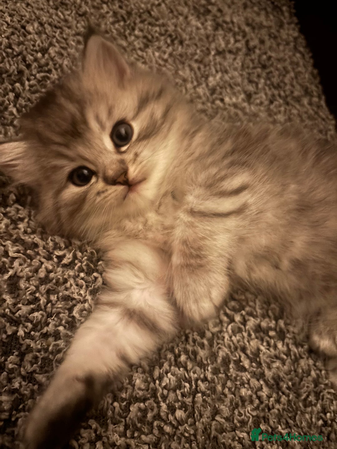 Persian cats for sale: Persian  - Image 1
