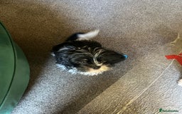 Shih Tzu dogs for sale: Shih tzu puppies  - Image 5