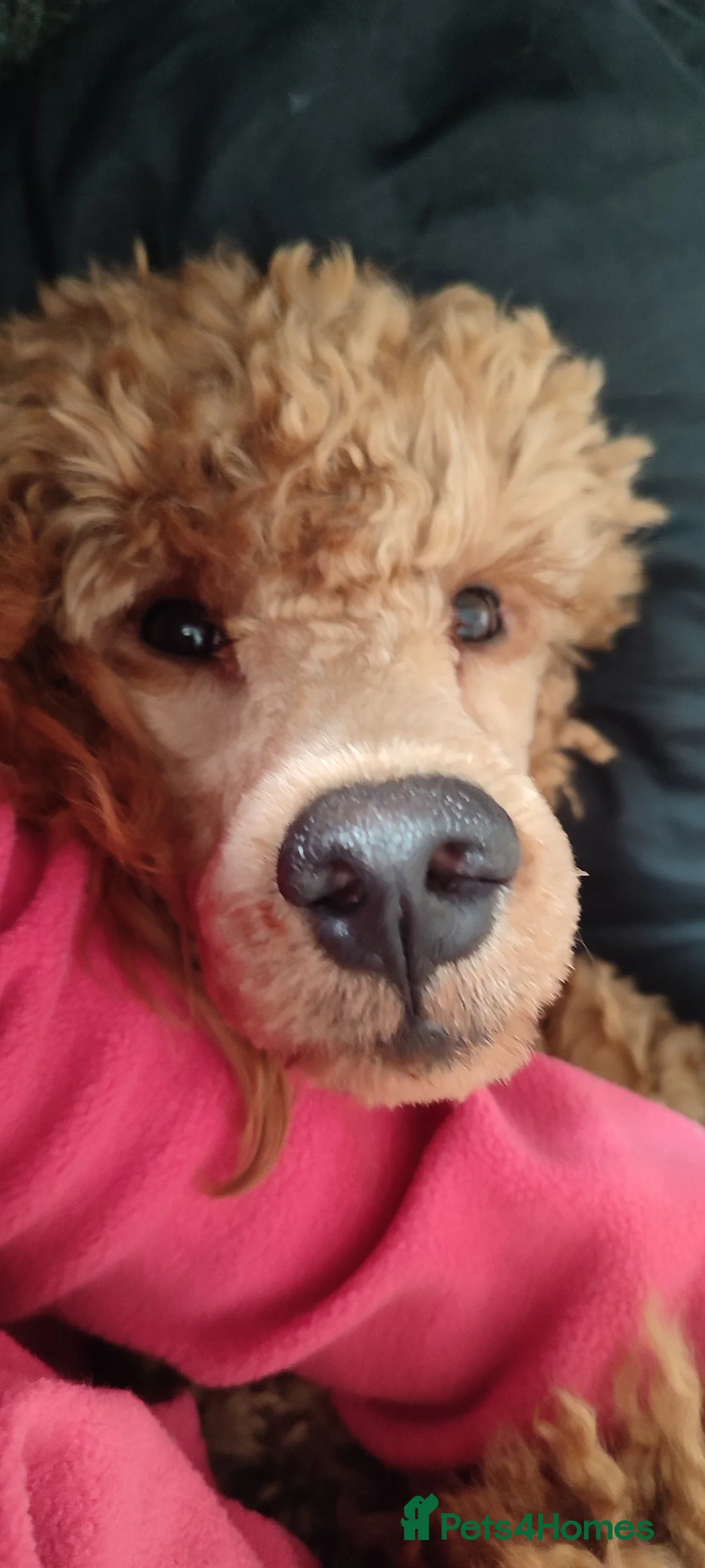 Cockapoo dogs for stud: Stunning proven KC reg Red Miniature Poodle in Cannock - Advert 12