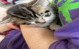 Bengal cats for sale: Only 1 little girl left. Needs her forever home xx in Oswestry - Image 21
