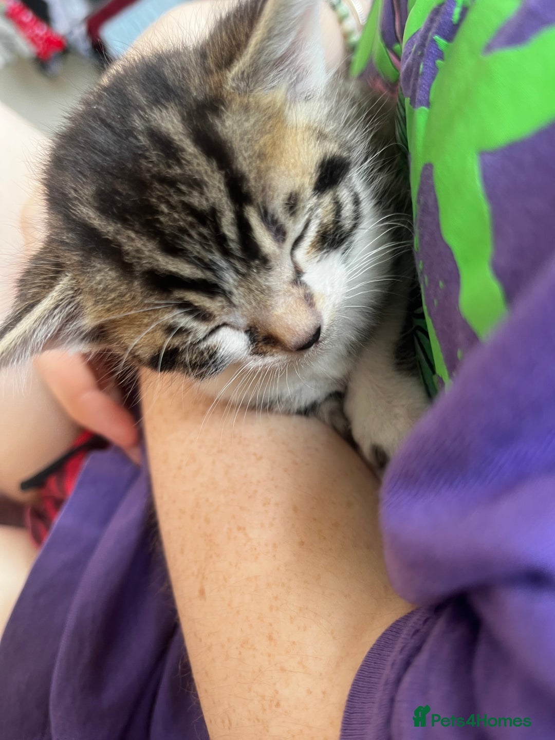 Bengal cats for sale: Only 1 little girl left. Needs her forever home xx in Oswestry - Image 21