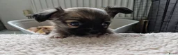 Chihuahua dogs for sale: Chihuahua puppy's  - Advert 15