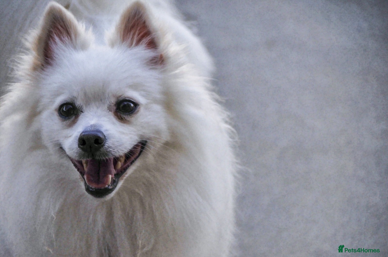Pomeranian dogs Beautiful White Pomeranian Female – £2,500 - Advert 8
