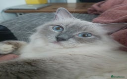 Ragdoll cats for sale: ASAP Active Ragdoll Queen TICA Rehoming💔 - Image 1