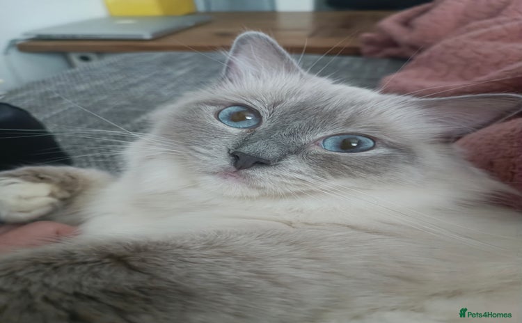 Ragdoll cats - Advert 8