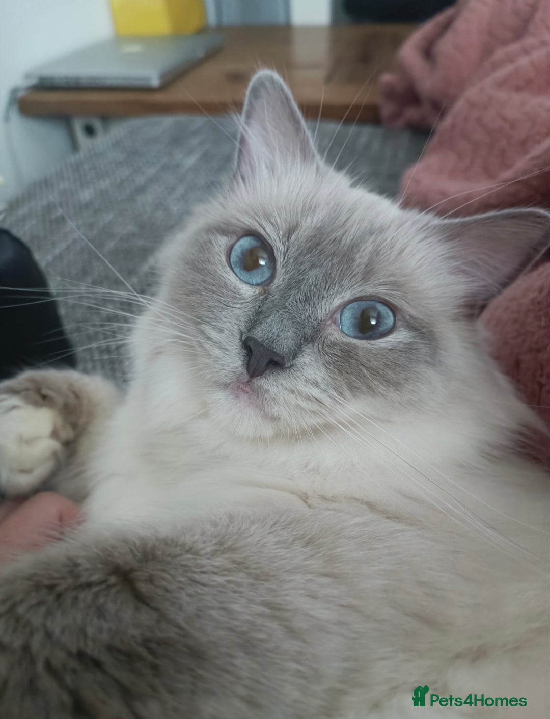 Ragdoll cats for sale: ASAP Active Ragdoll Queen TICA Rehoming💔 - Image 1