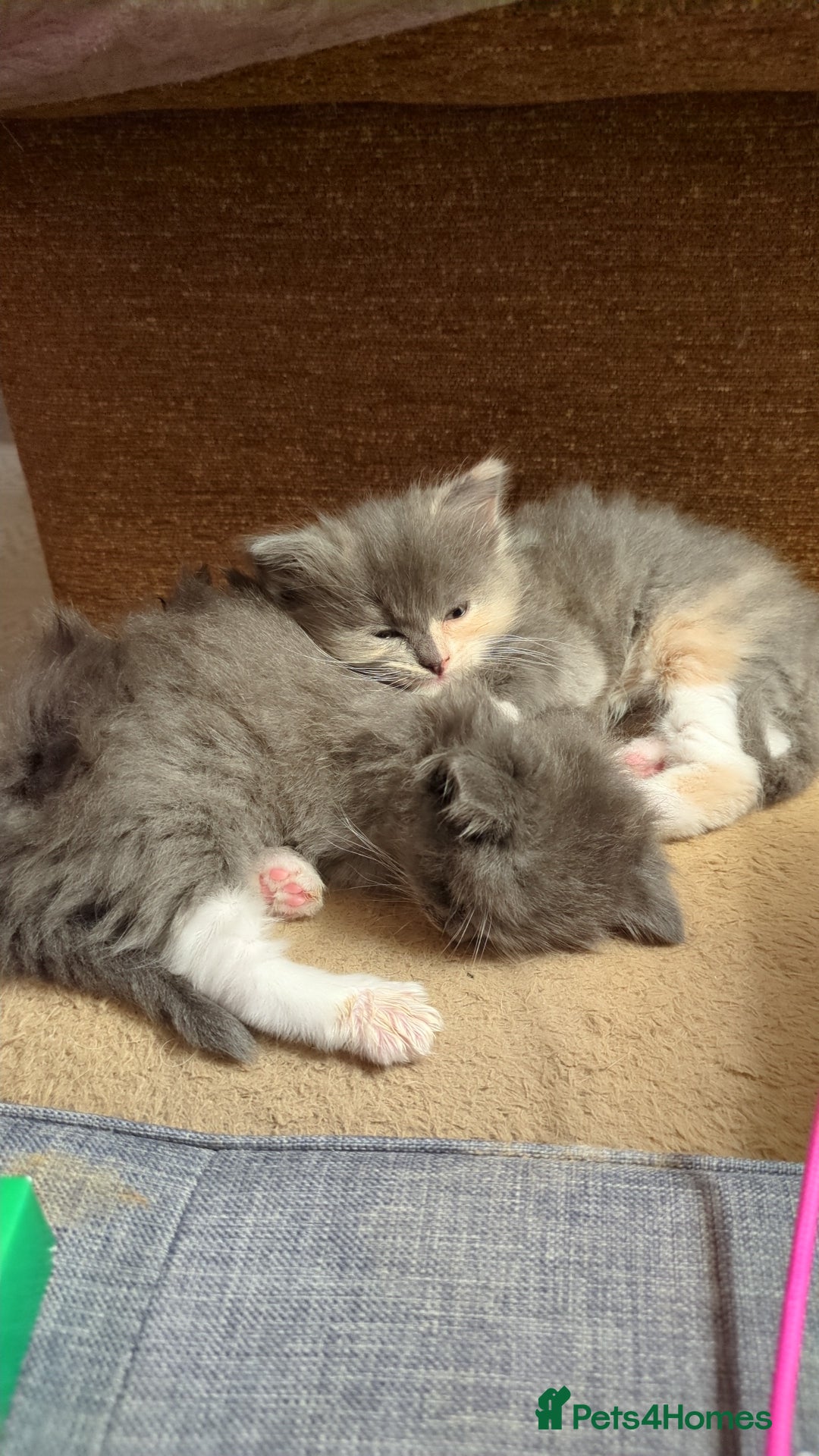 Ragdoll cats for sale: Gorgeous silver tuxedo 7/8 ragdoll boy - Advert 7