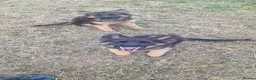 German Shepherd dogs for sale: German Shepherd pups - Advert 5