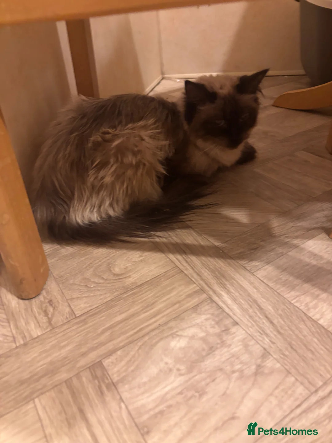 Ragdoll cats for sale: Ragdols  - Advert 1