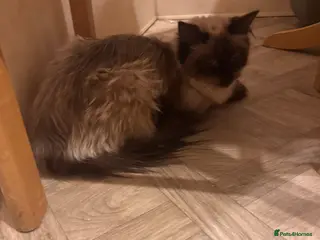 Ragdoll cats Ragdols - Advert 3