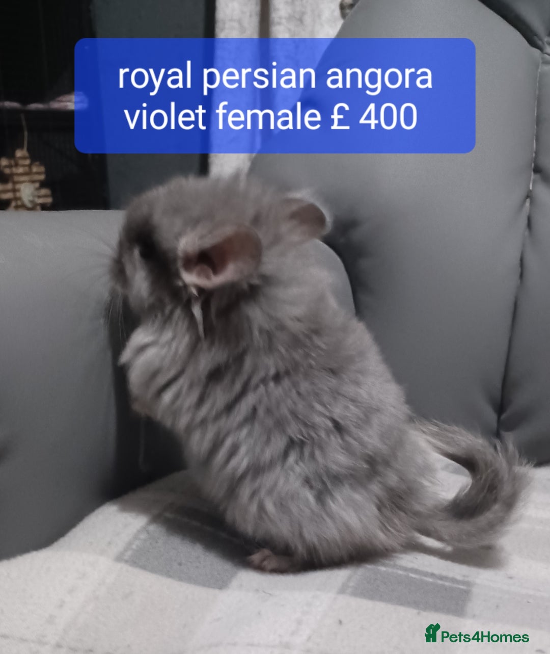 Chinchilla rodents for sale: Chinchilla kits to reserve  - Advert 3