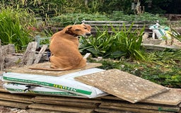Mixed Breed dogs for adoption: Sweet and loveable Honey, 5 months old - Image 5
