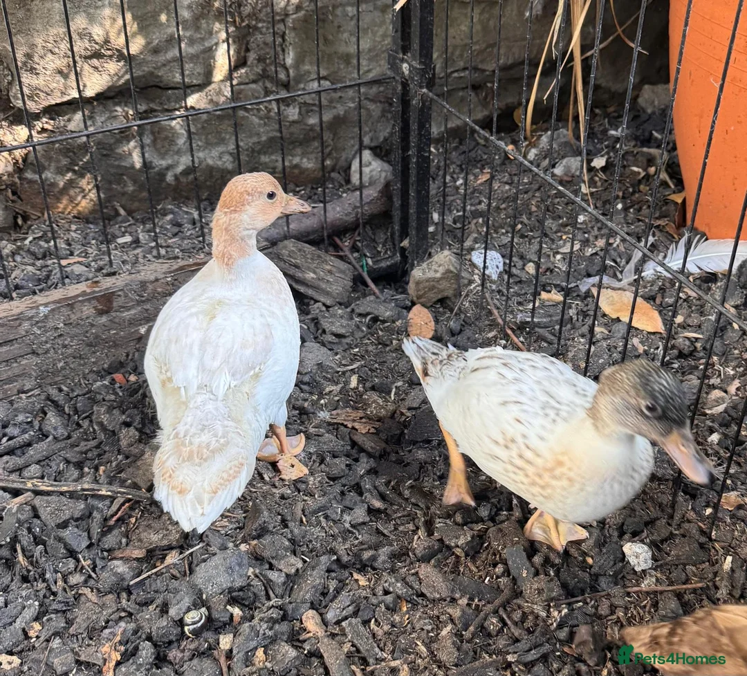 Ducks poultry for sale:  Call Ducks, mixed colours including chocolate  in Leeds - Advert 2