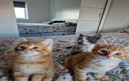 British Shorthair cats for sale: Half British Shorthair half fluffy  - Image 4